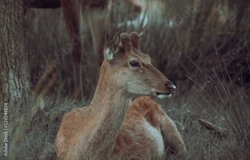 Red Deer Resting Up Close