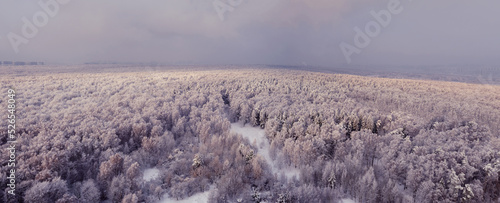 Photography Panorama of a winter forest with white trees in the snow, copy space for text