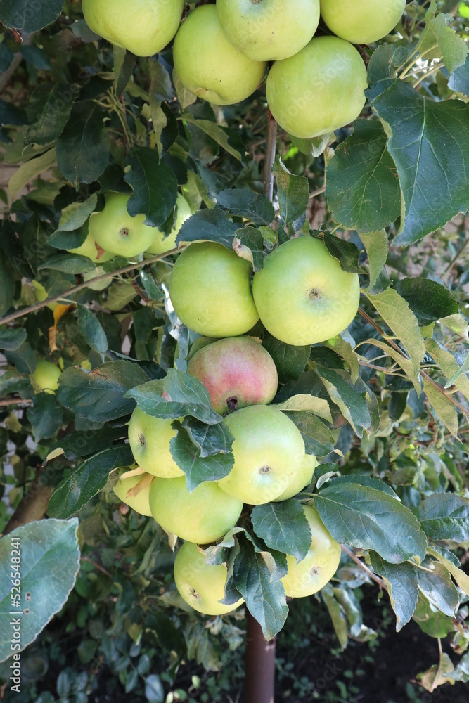apples on the tree apples on the tree