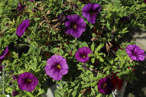 flowers in the garden