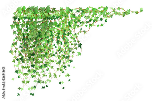 Green vine, creeper or ivy hanging from above or climbing the wall.Decoration for garden or home.Template on white background.