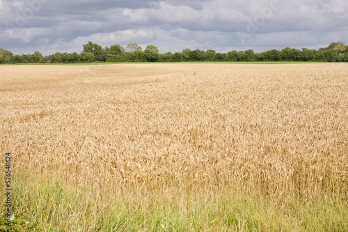 wheat large field in summer