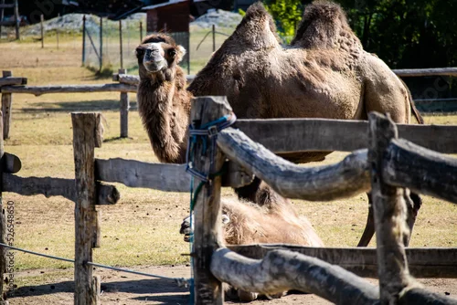 Fototapeta samoprzylepna Camel in the zoo in Siofok, Hungary