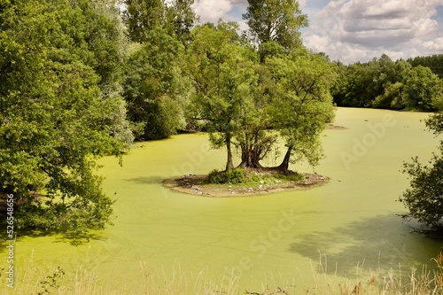 a small pond with green lentils on the surface