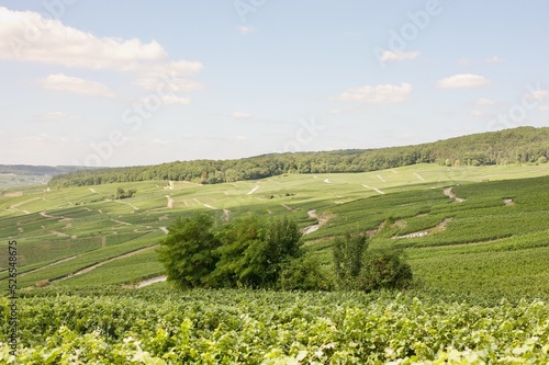 champagne vineyards in summer