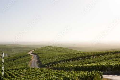 champagne vineyard in summer with mist