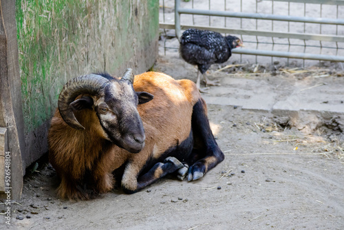 Goats in the zoo in Siofok, Hungary