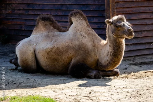 Fototapeta samoprzylepna Camel in the zoo in Siofok, Hungary
