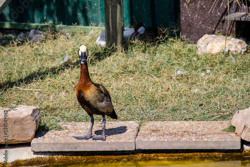 Birds at the zoo in Siofok, Hungary