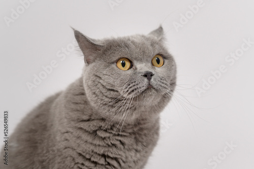 Portrait of A Scottish fold lovely cats on white studio background