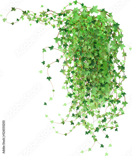 Green vine, creeper or ivy hanging from above or climbing the wall.Decoration for garden or home.Template on white background.