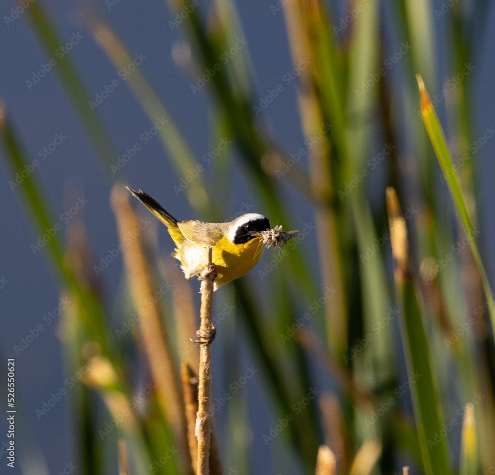 common yellowthroat, songbird, warbler