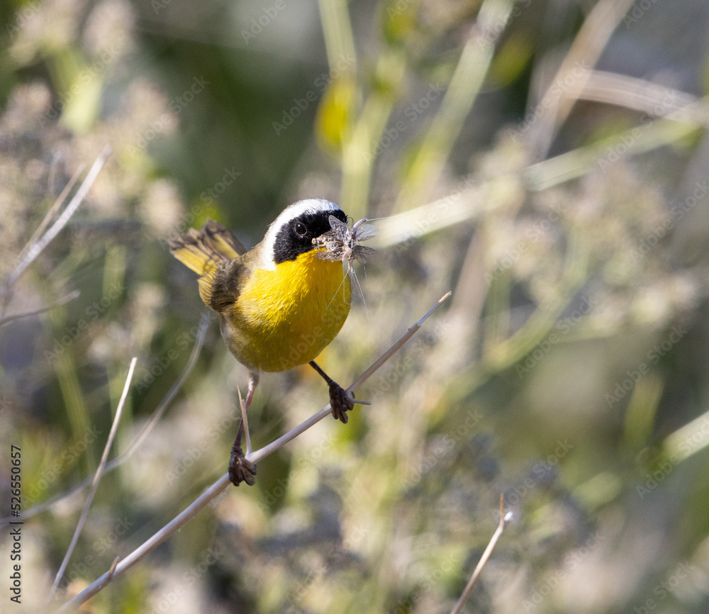 common yellowthroat, songbird, warbler