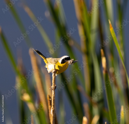 Obraz na płótnie common yellowthroat, songbird, warbler w salonie
