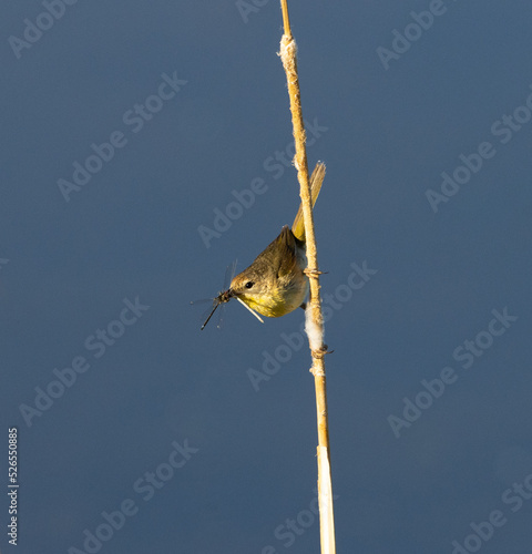 Obraz na płótnie common yellowthroat, songbird, warbler w salonie