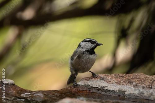 Bird on rocks