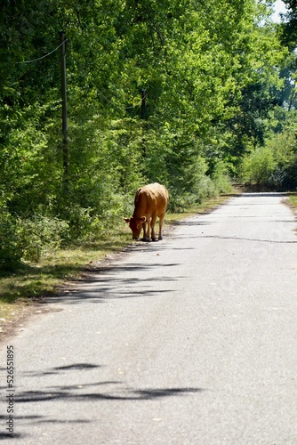 Braune Kuh auf Straße 