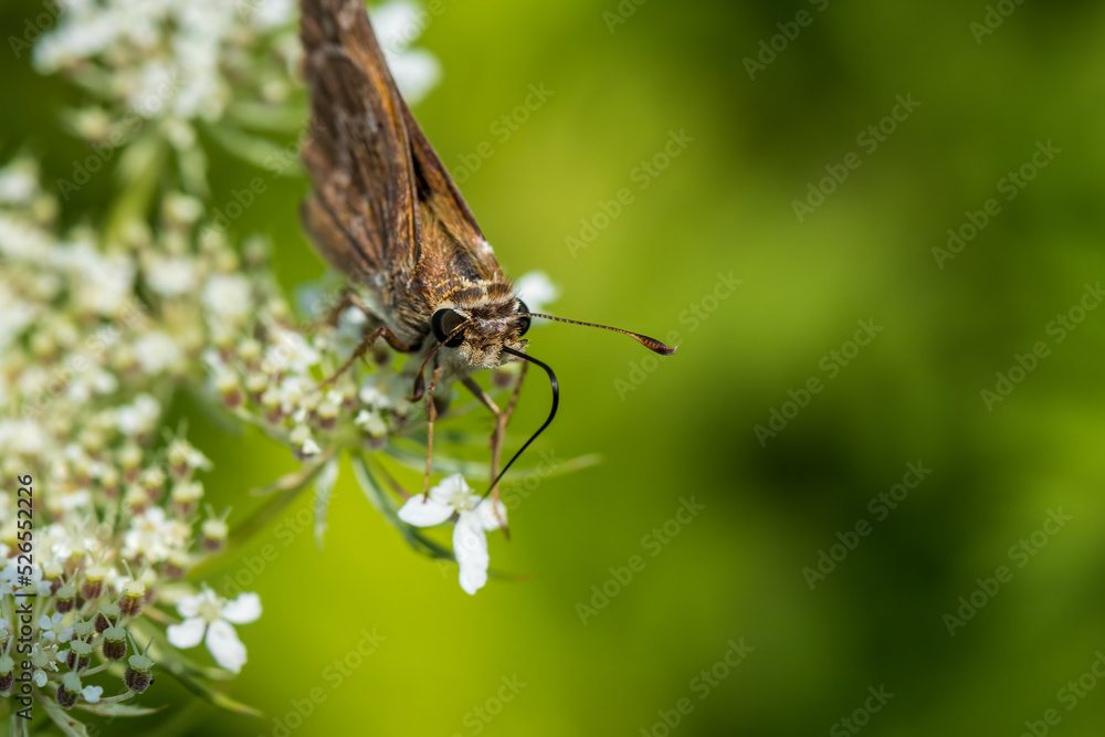 Fototapeta premium butterfly on a flower