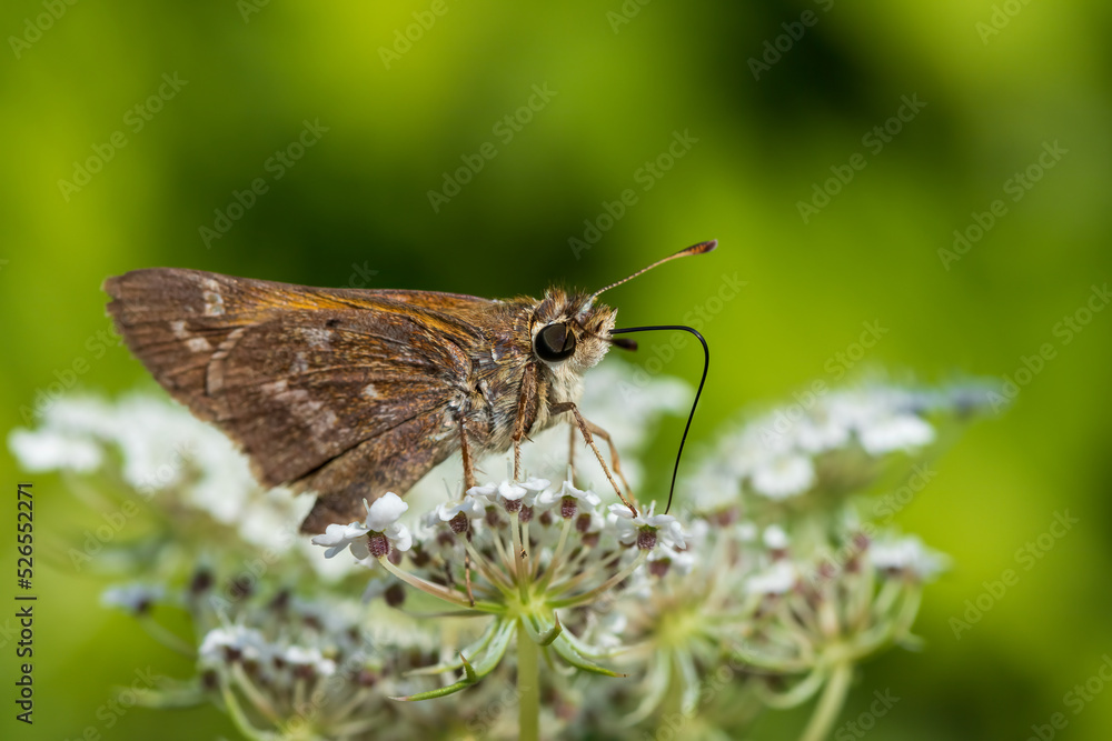Obraz premium butterfly on a flower