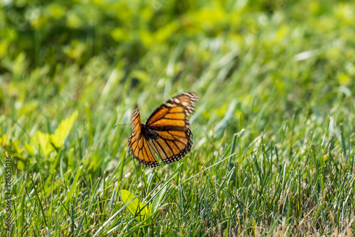 monarch butterfly in flight