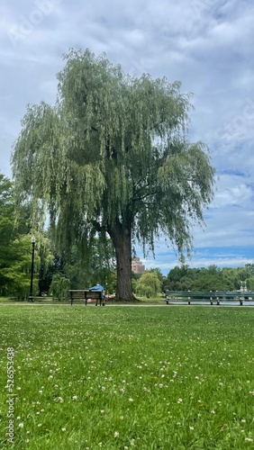 Willow Trees in Boston