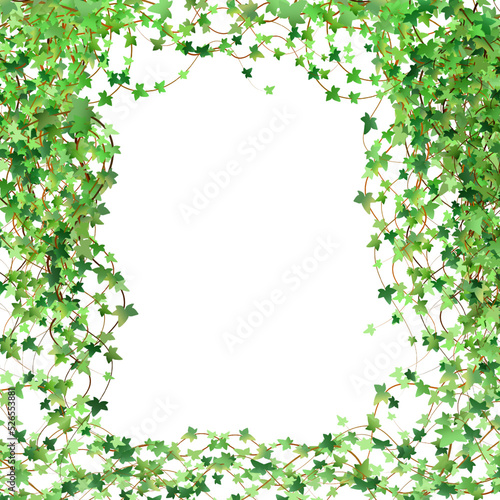 Green vine, creeper or ivy hanging from above or climbing the wall.Decoration for garden or home.Template on white background.
