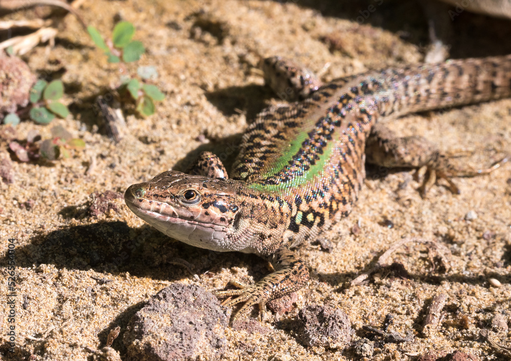 Die Ruineneidechse (Podarcis siculus)
Die Ruineneidechse (Podarcis siculus)