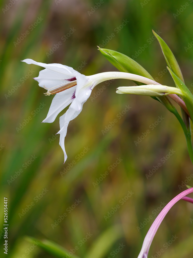 Gladiolus Muriel , or Skewer Muriel ( lat. Gladiolus murielae ) or Acidanthera bicolor ( Acidanthera bicolor )