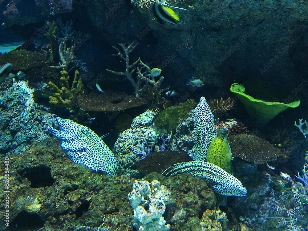Obraz premium amazing underwater world of the sea