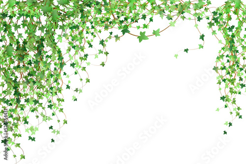 Print op canvas Green vine, creeper or ivy hanging from above or climbing the wall