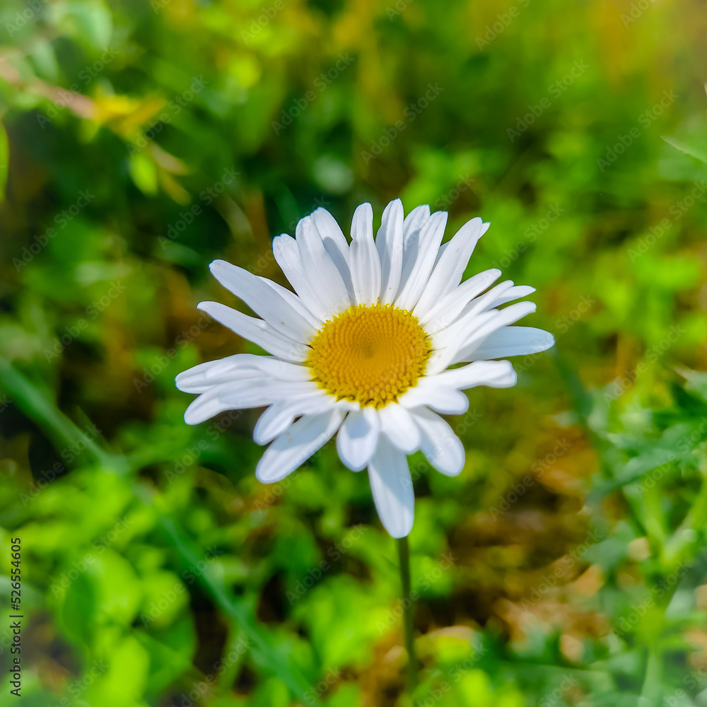 Fototapeta premium white daisy flower