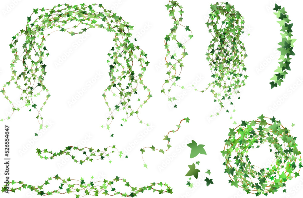 Fototapeta premium Green vine, creeper or ivy hanging from above or climbing the wall.Decoration for garden or home.Template on white background.