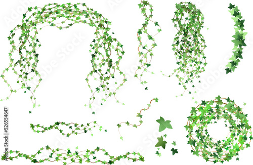Green vine, creeper or ivy hanging from above or climbing the wall.Decoration for garden or home.Template on white background.