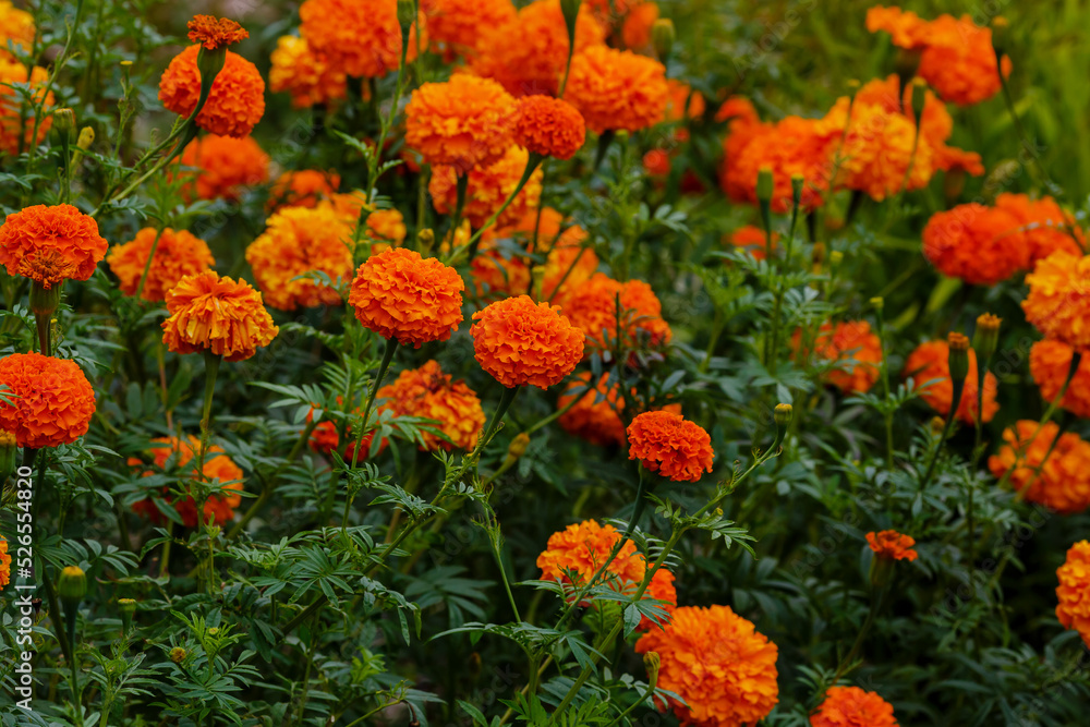 Orange flowers of Marigolds ( lat. Tagetes ) in bloom