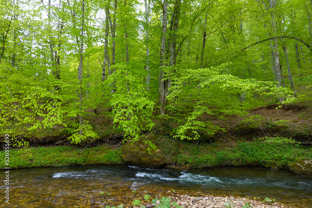 Obraz premium Floodplain forest Igneada National Park Turkey. Igneada, iğneada district Kirklareli city Turkey