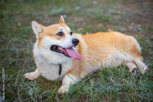 dog corgi royal lies on the grass