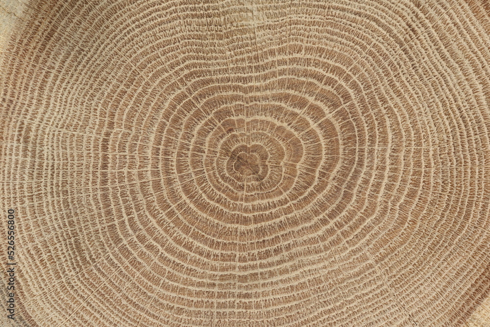 Fototapeta premium close-up of cross section of tree trunk