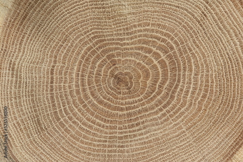 close-up of cross section of tree trunk