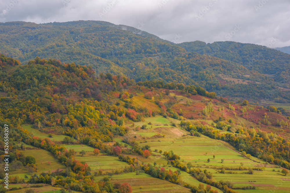 Fototapeta premium colorful nature background of carpathian mountains. forested hills in fall foliage. beauty of autumnal outdoor scenery in dappled light