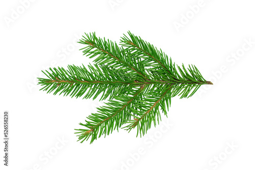 Tela Fir tree branch isolated on white background.