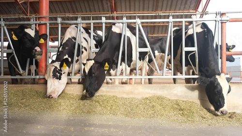 Vaca lechera holstein comiendo en establo agricola