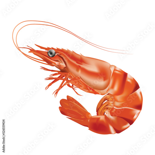Red boiled shrimp or tiger prawns isolated on white background as a package design element. vector