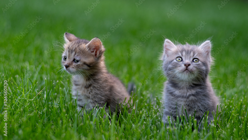 Two small kittens kitten sits in the green grass. Selective focus..