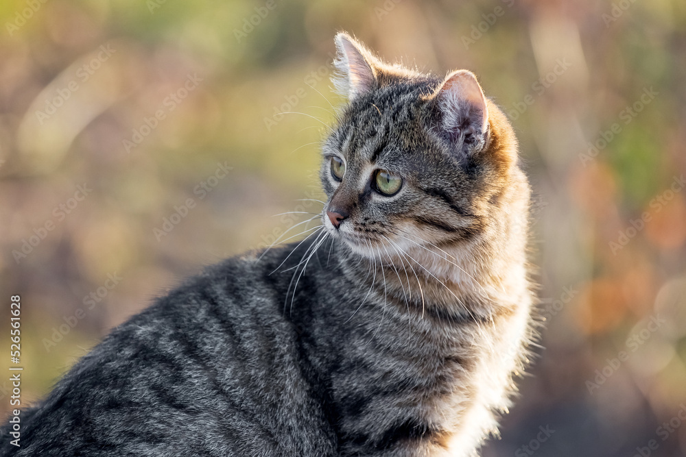 Fototapeta premium Young striped cat with a close look in the garden on a blurred background
