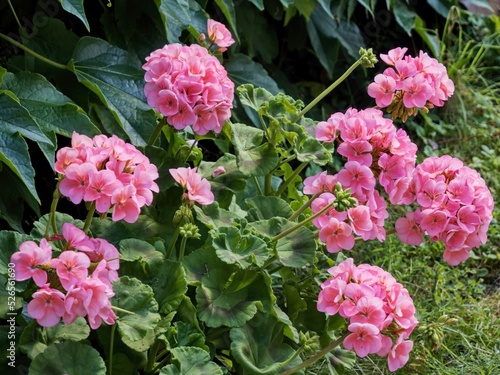 A geranium (pelargonium) grown in the garden, with many pink flowers heads  and buds