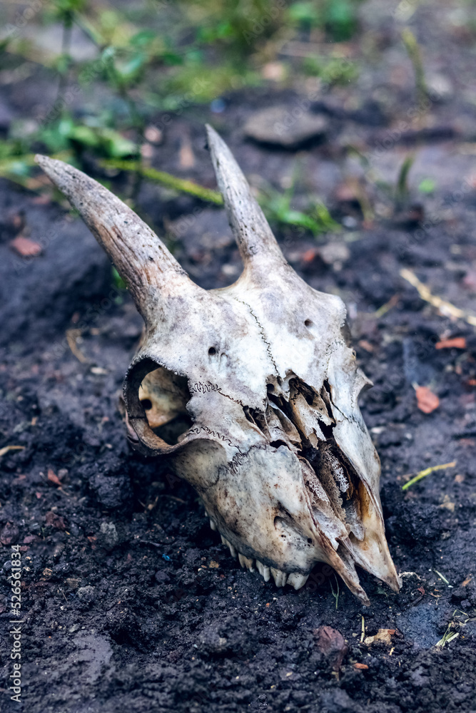 Fototapeta premium A white goat skull on a dark background