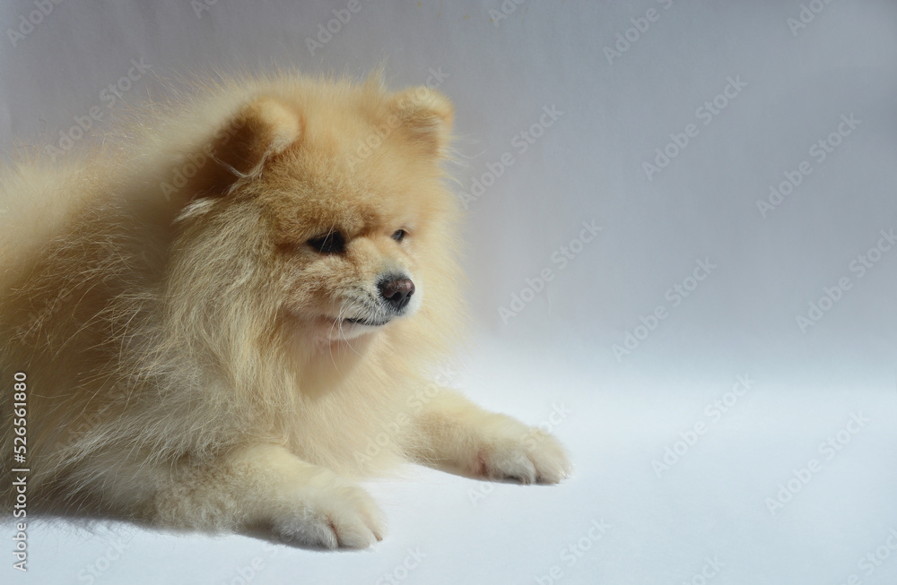 German spitz, Pomeranian, fluffy dog. a beautiful pet. background for the design. light wool. German spitz, Pomeranian, fluffy dog. a beautiful pet. background for the design. light wool.