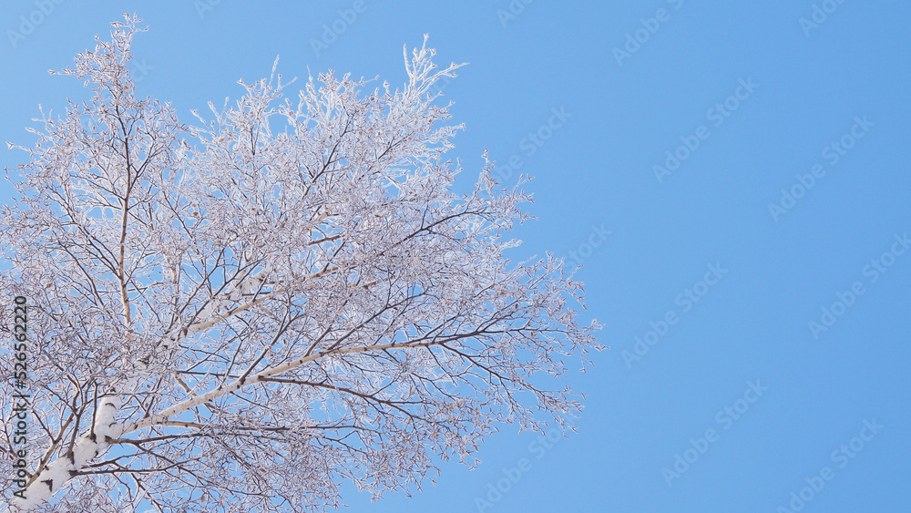 Crown of birch against blue clear sky in winter. Bottom view. Fluffy fresh snow lies on branches of tree. Background with copy space for text on theme of clear frosty winter day Crown of birch against blue clear sky in winter. Bottom view. Fluffy fresh snow lies on branches of tree. Background with copy space for text on theme of clear frosty winter day