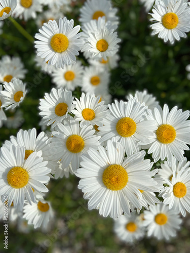 Photography White and yellow meadow flowers
