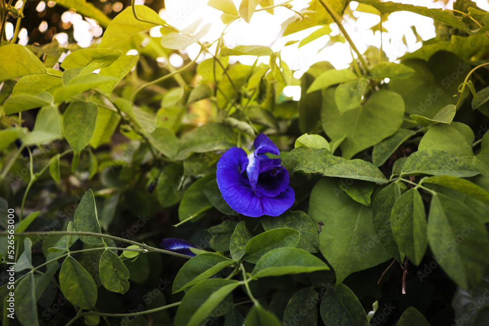 An exotic purple flower that looks great for your computer wallpaper. An exotic purple flower that looks great for your computer wallpaper.